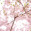 Cherry Blossom 