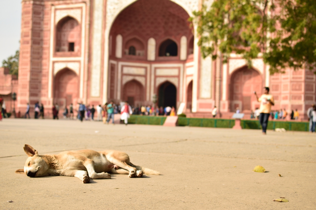 Sleeping dog at the gate of Taj Mahal