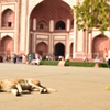 Sleeping dog at the gate of Taj Mahal