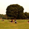Pastime under a tree