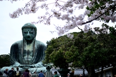 Statue of Buddha and Cherry Tree