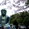 Statue of Buddha and Cherry Tree