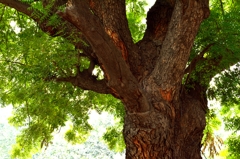 Huge trunk near Indian Gate