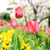 Tulip, Pansy, and Cherry tree 