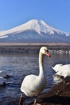 山中湖