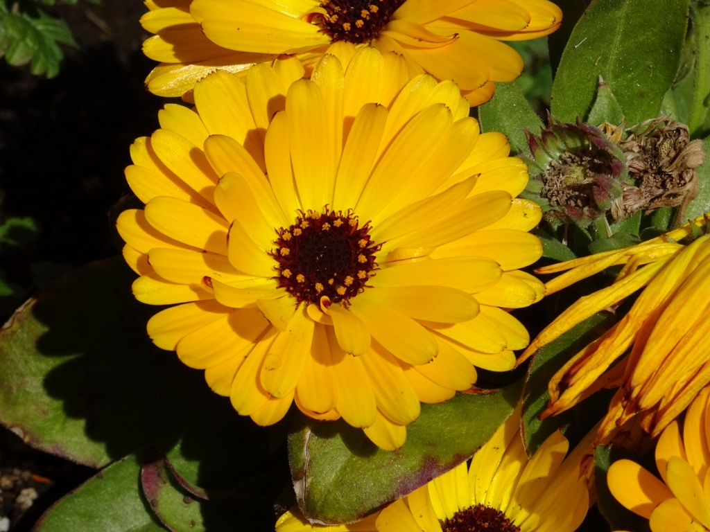 お花