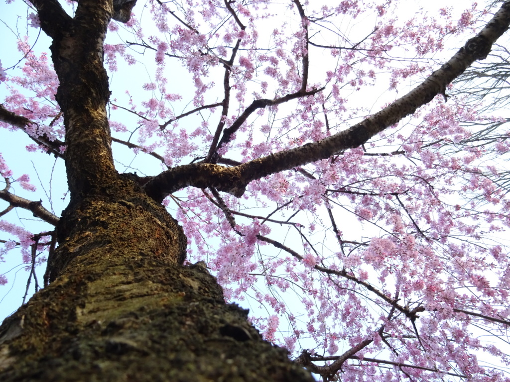 ムシ目線でお花見