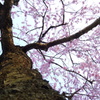 ムシ目線でお花見