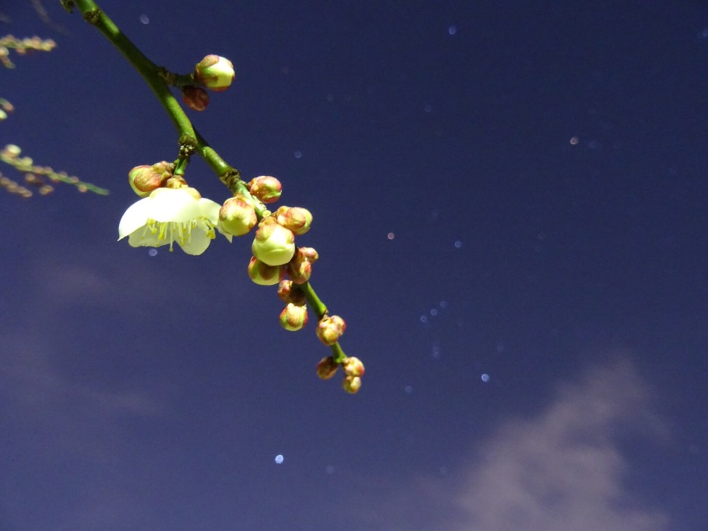 梅の花と夜空