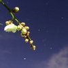 梅の花と夜空