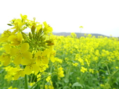 菜の花