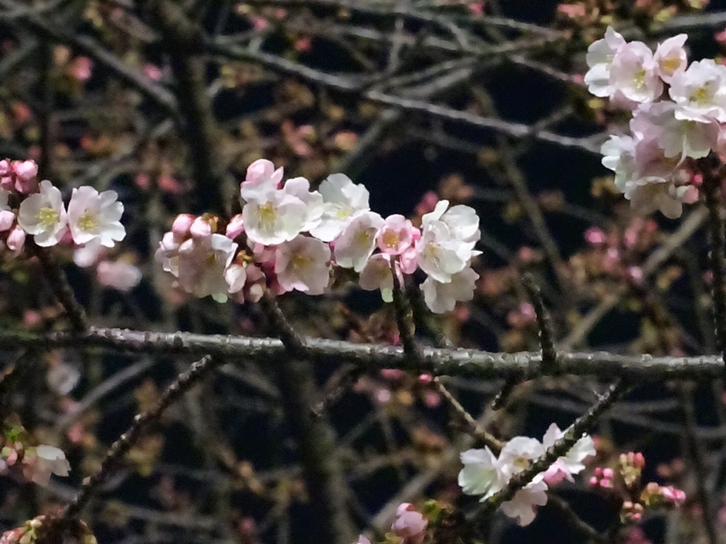 桜