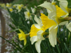 スイセンの花