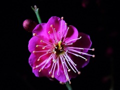 一輪の花 「梅」