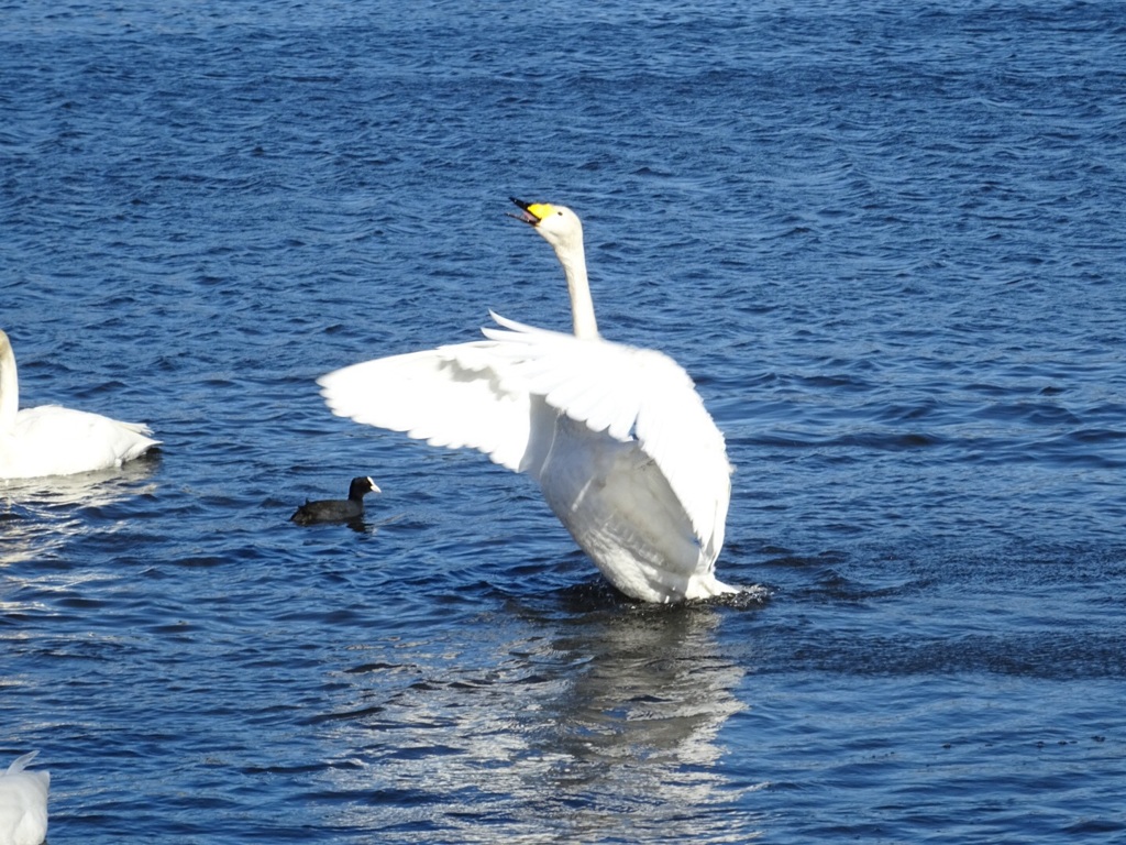 白鳥の湖