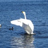 白鳥の湖