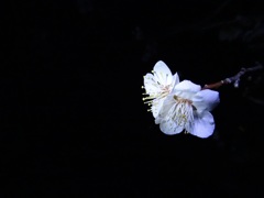 梅の花(白)