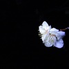 梅の花(白)