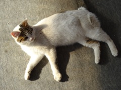 疲れたニャー