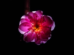 梅の花