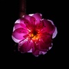 梅の花