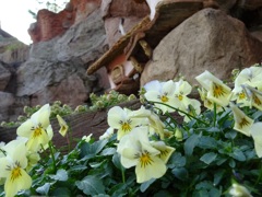 ディズニーの可愛いお花