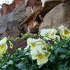 ディズニーの可愛いお花