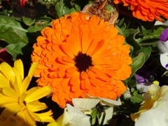 お花2