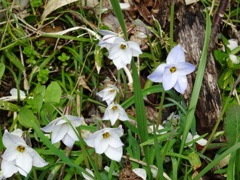 カタクリの花かな？ すいません ハナニラみたいです！