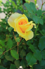 この花を貴方へ・・・