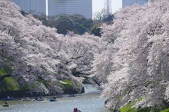 千鳥ケ淵桜満開-1