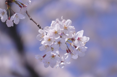 千鳥ケ淵桜満開-2