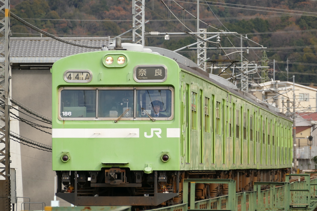 関東では見れないウグイスに感激です。