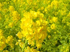 菜の花