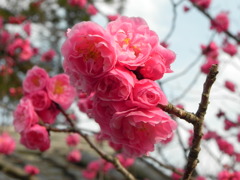 奈良の梅