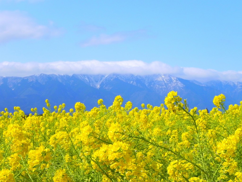 菜の花と山