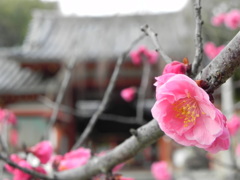 奈良の梅