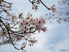 R4.4　桜