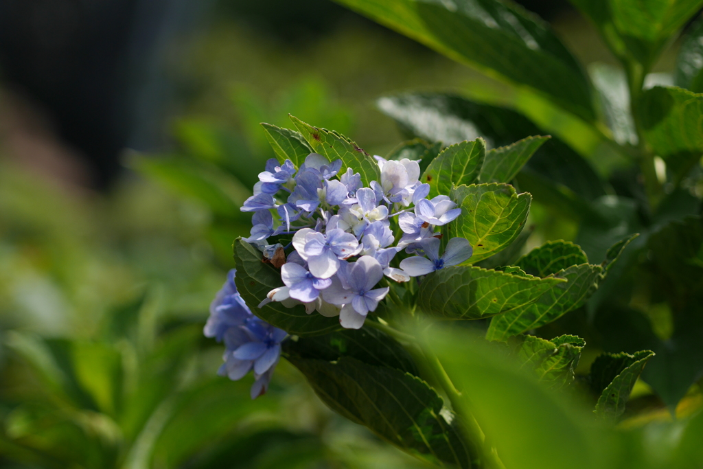 紫陽花