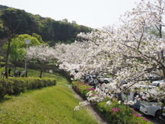 錦江湾公園　桜