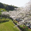 錦江湾公園　桜
