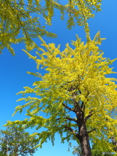 １０月の銀杏