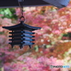 R5.11　紅葉①
