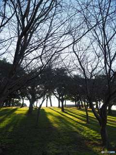 吉野公園　01