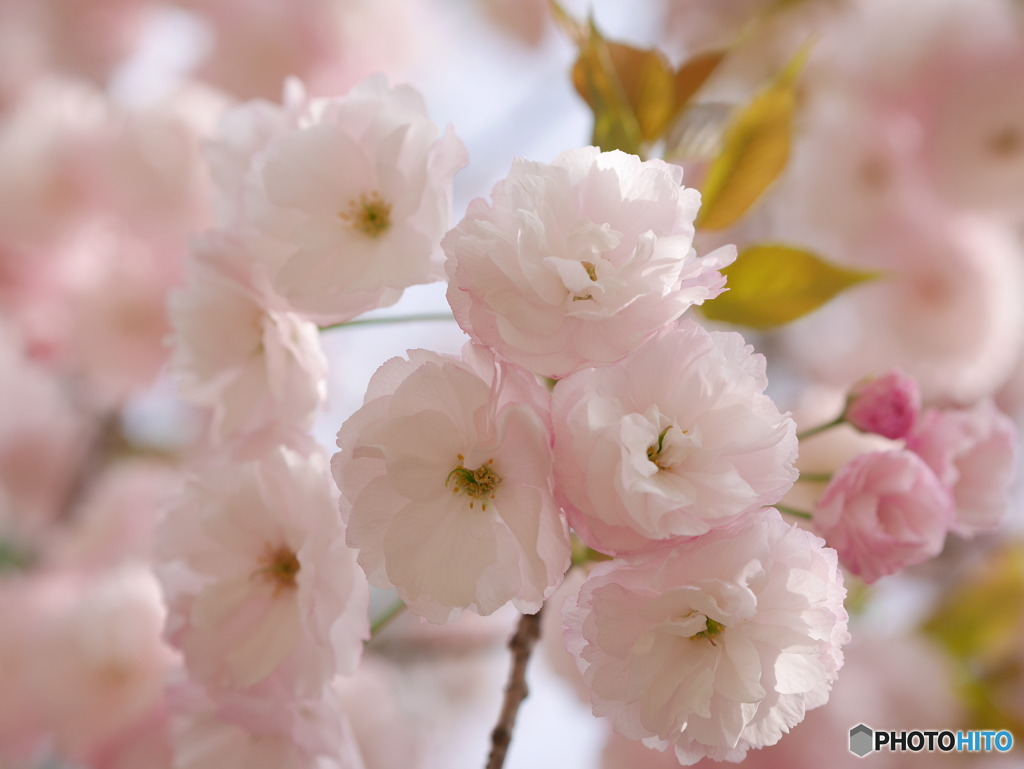 R4.4 桜２