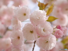 R4.4 桜２