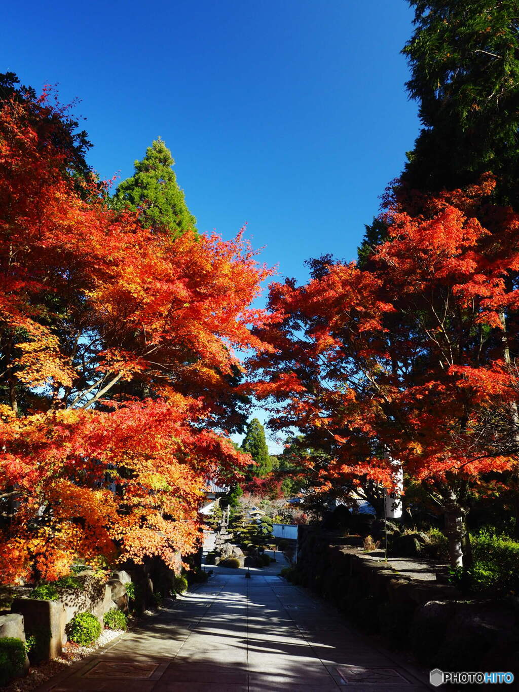 R5.11　紅葉②