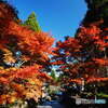 R5.11　紅葉②