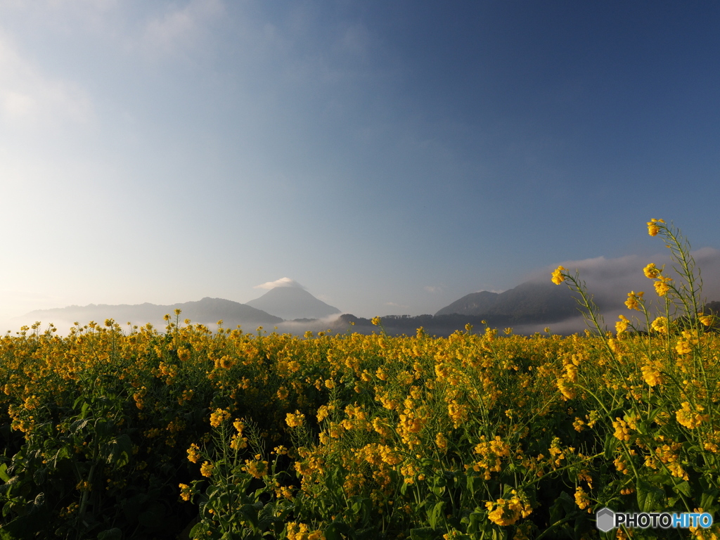 R8.1　菜の花と開聞岳