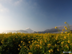 R8.1　菜の花と開聞岳
